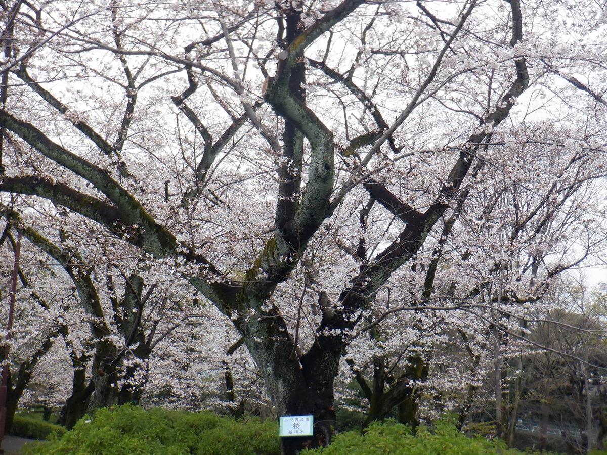 DSCF1405-thumb-1200xauto-