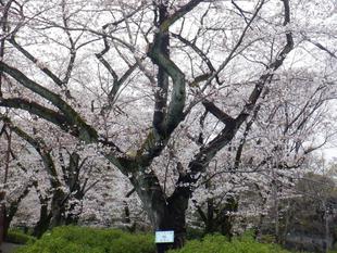 桜開花情報【2024年4月4日号】