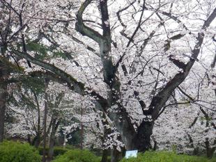 桜開花情報【4月5日号】