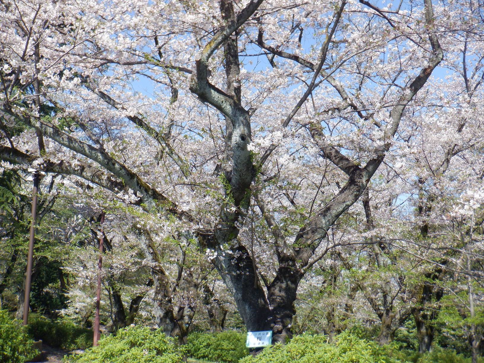 桜開花情報【４月10日号】の写真