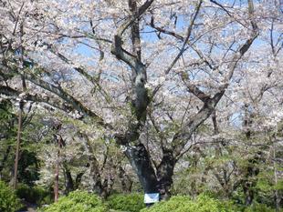 桜開花情報【4月10日号】