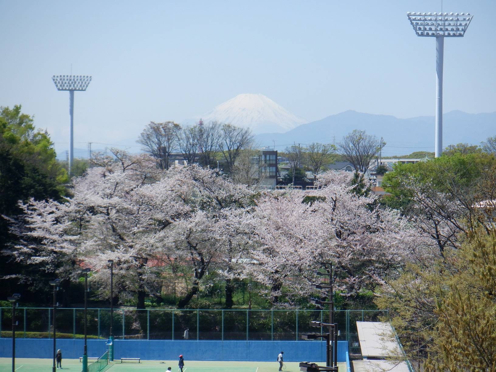 三ツ沢歩道橋からの富士山と桜の写真