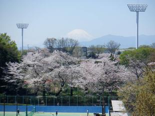 三ツ沢歩道橋からの富士山と桜