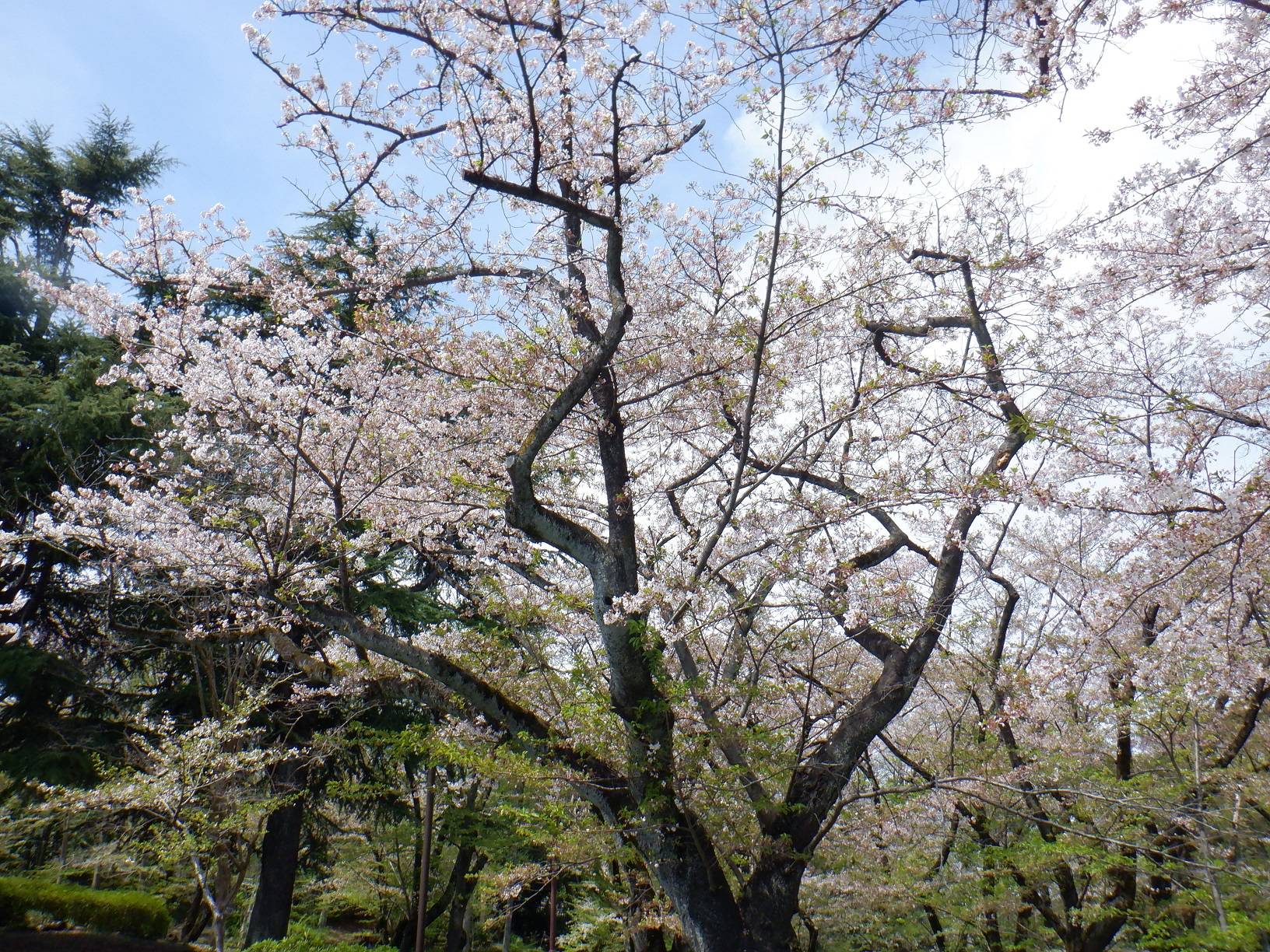 桜開花情報【4月13日号】の写真