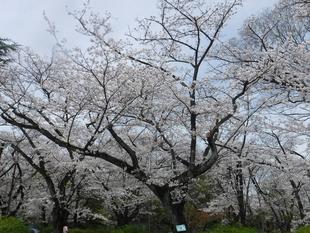 桜開花情報【4月7日号】
