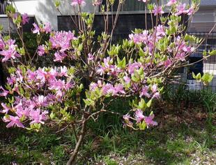 第三レストハウス~竹林