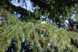 ヒマラヤスギの松ぼっくり