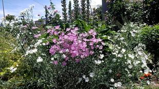 ナチュラリスティックガーデン 5月29日AM撮影