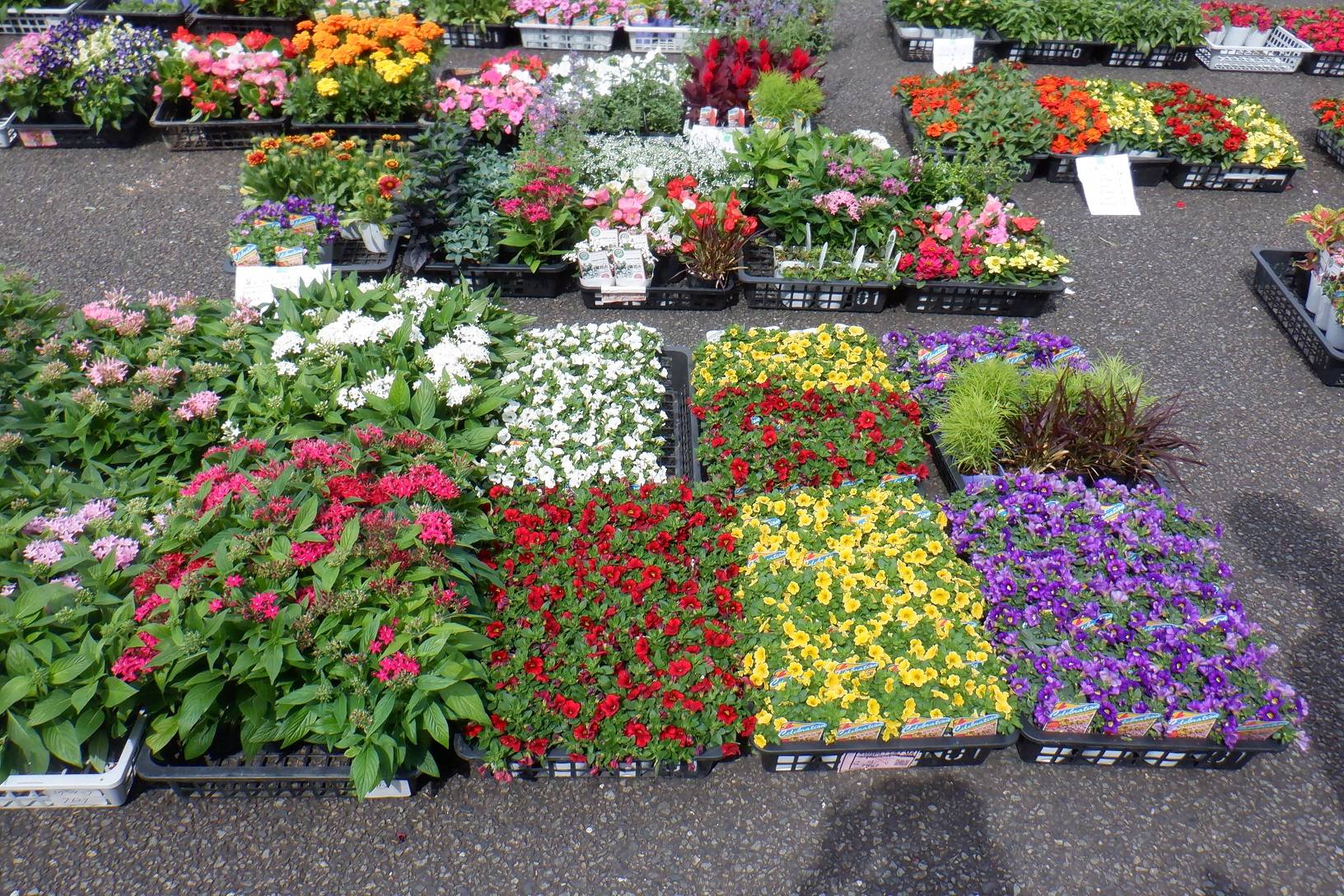 夏の花苗🌺の写真