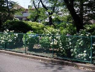 アジサイが咲きはじめました