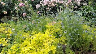 ナチュラリスティックガーデン 2024.5.16AM撮影