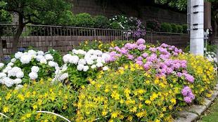 第二レストハウス周辺の花々