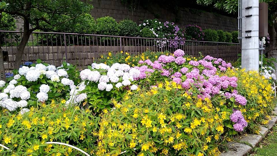 第二レストハウス周辺の花々の写真