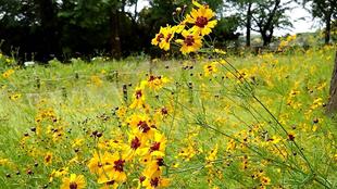 バラ花壇周辺　6月10日AM撮影