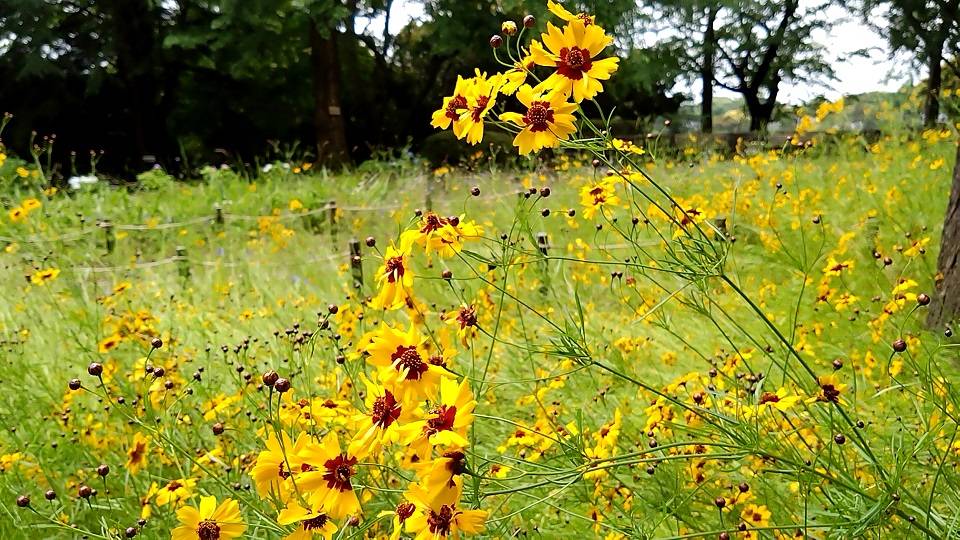 バラ花壇周辺 6月10日AM撮影の写真