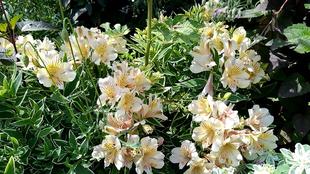 ナチュラリスティックガーデン　６月10日PM撮影