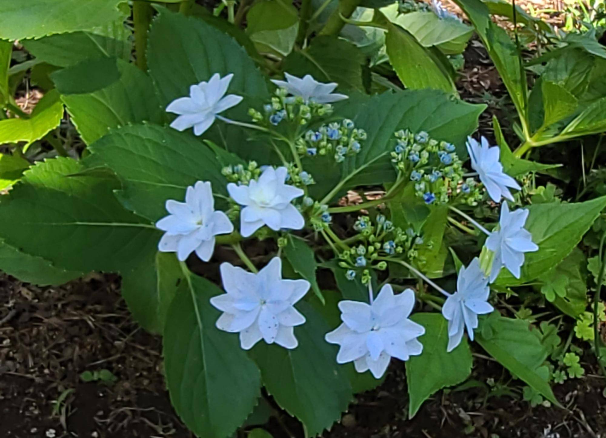 墨田の花火(すみだのはなび)の写真