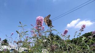 ナチュラリスティックガーデン　７月25日AM撮影