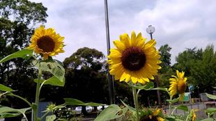 バラ花壇周辺　７月25日撮影
