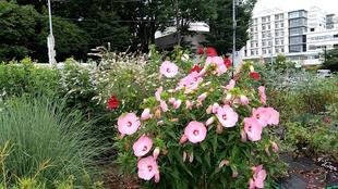 ナチュラリスティックガーデン【7/11　午前中】