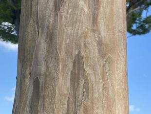 【樹・クイズ】