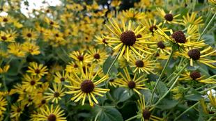 ナチュラリスティックガーデン(8/8撮影)