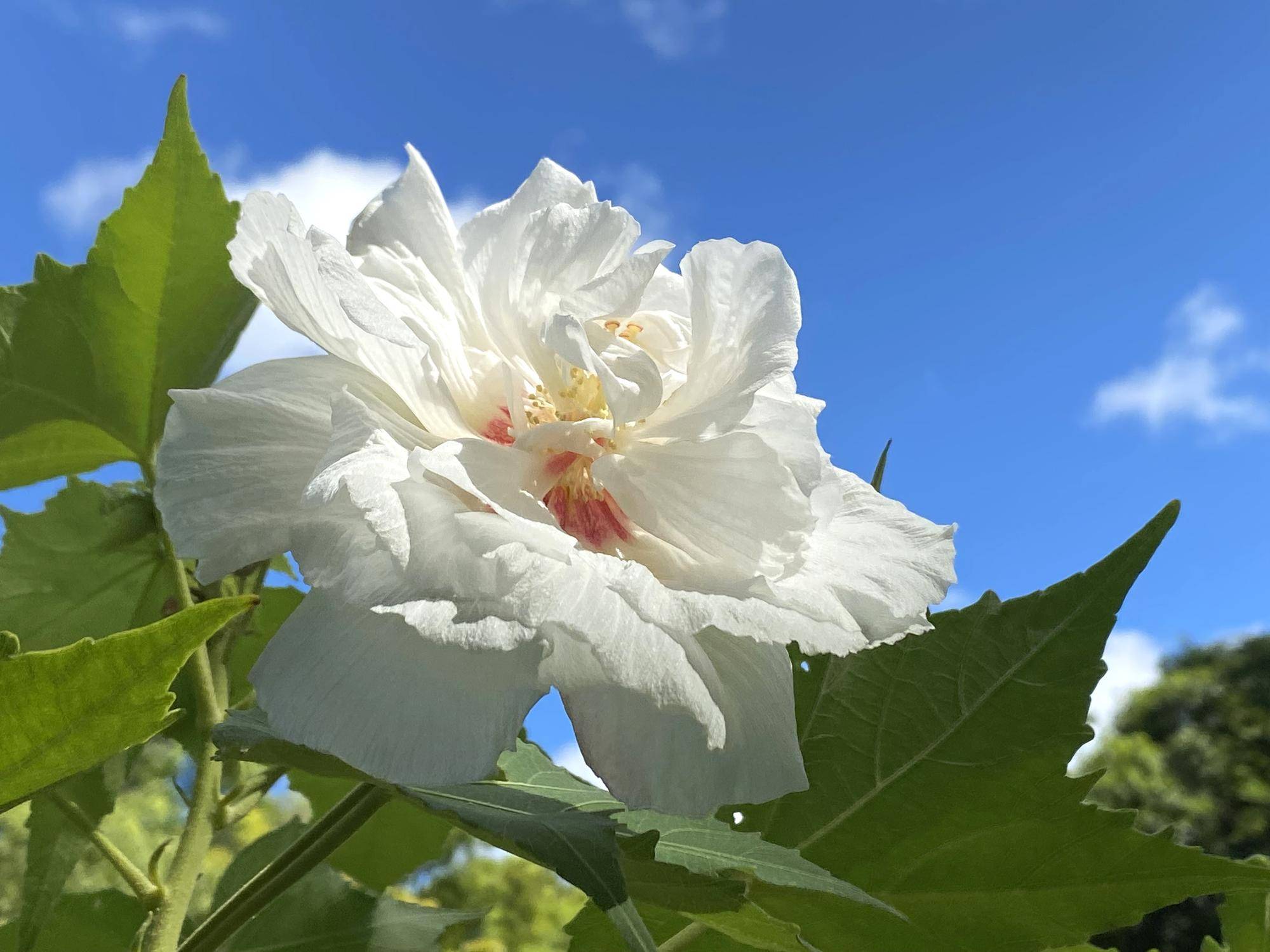 【花・虫】スイフヨウが咲いていますの写真