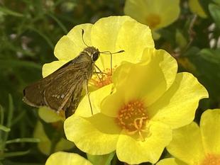 【花・虫】モミジアオイが咲いています