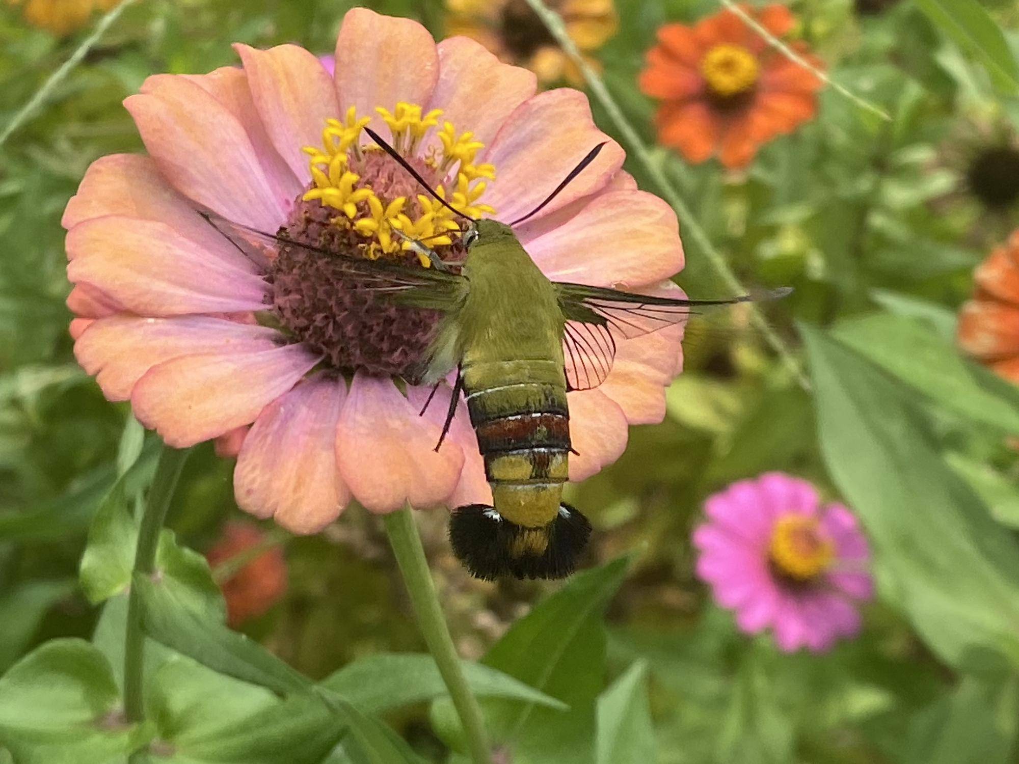 【花・虫】ジニアが咲いていますの写真