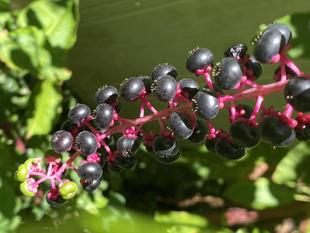 【花・虫】ヤブミョウガが咲いています