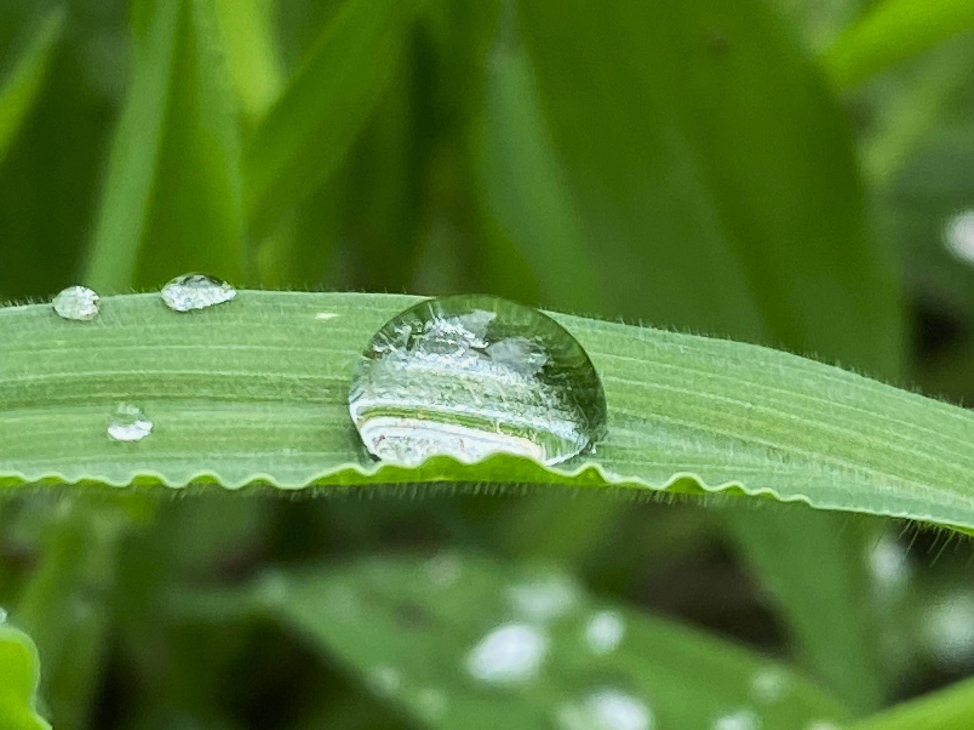 【水滴】の写真