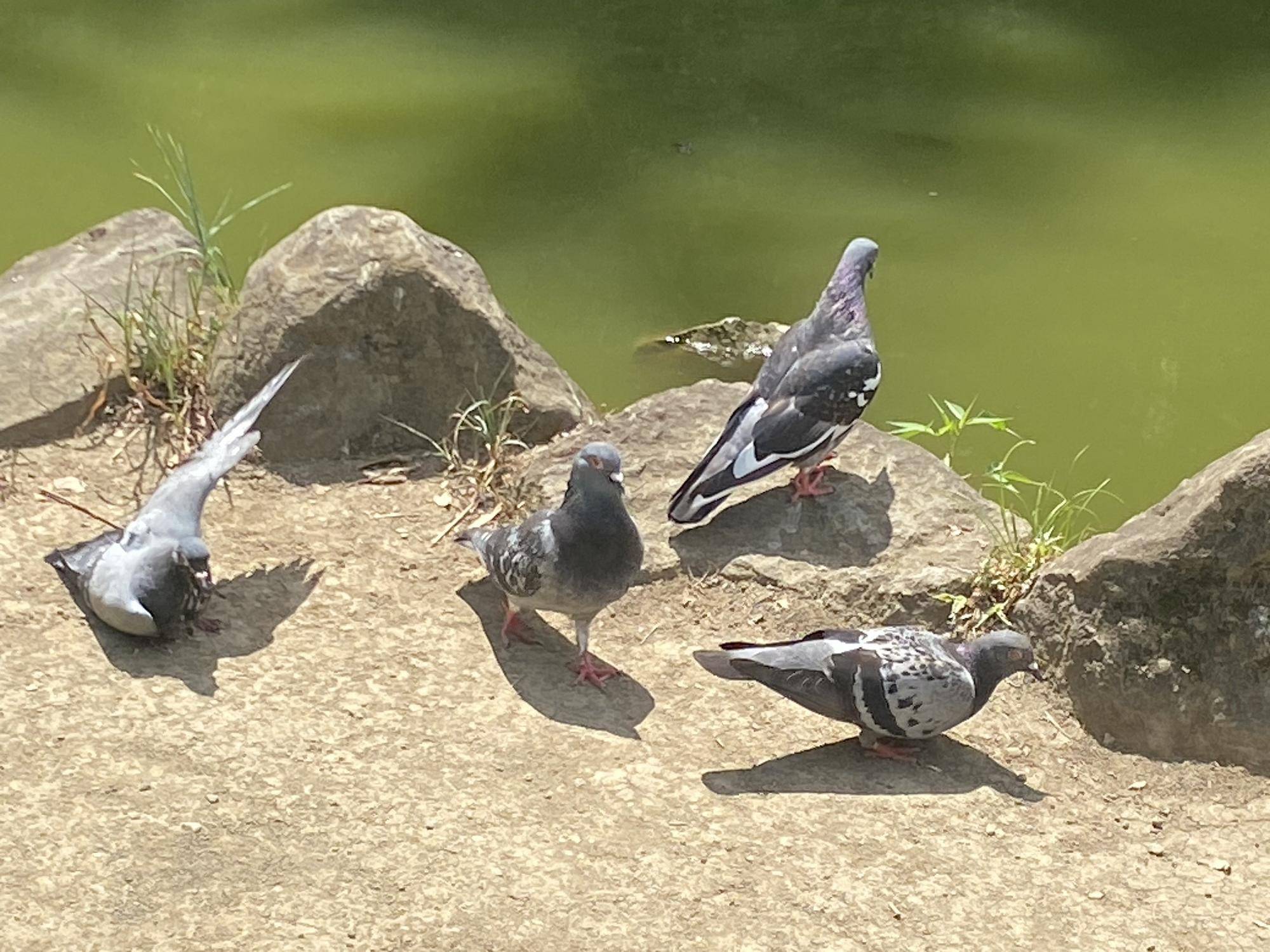 【鳥・クイズ】の写真