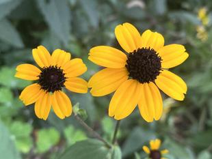 【花】シードヘッドを楽しむ