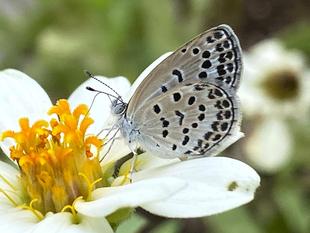 【虫】蝶がいました