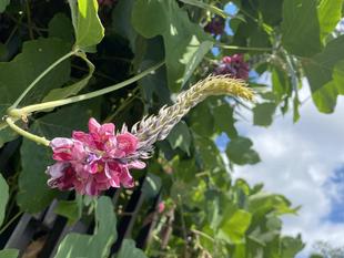 【花】香りを楽しむ