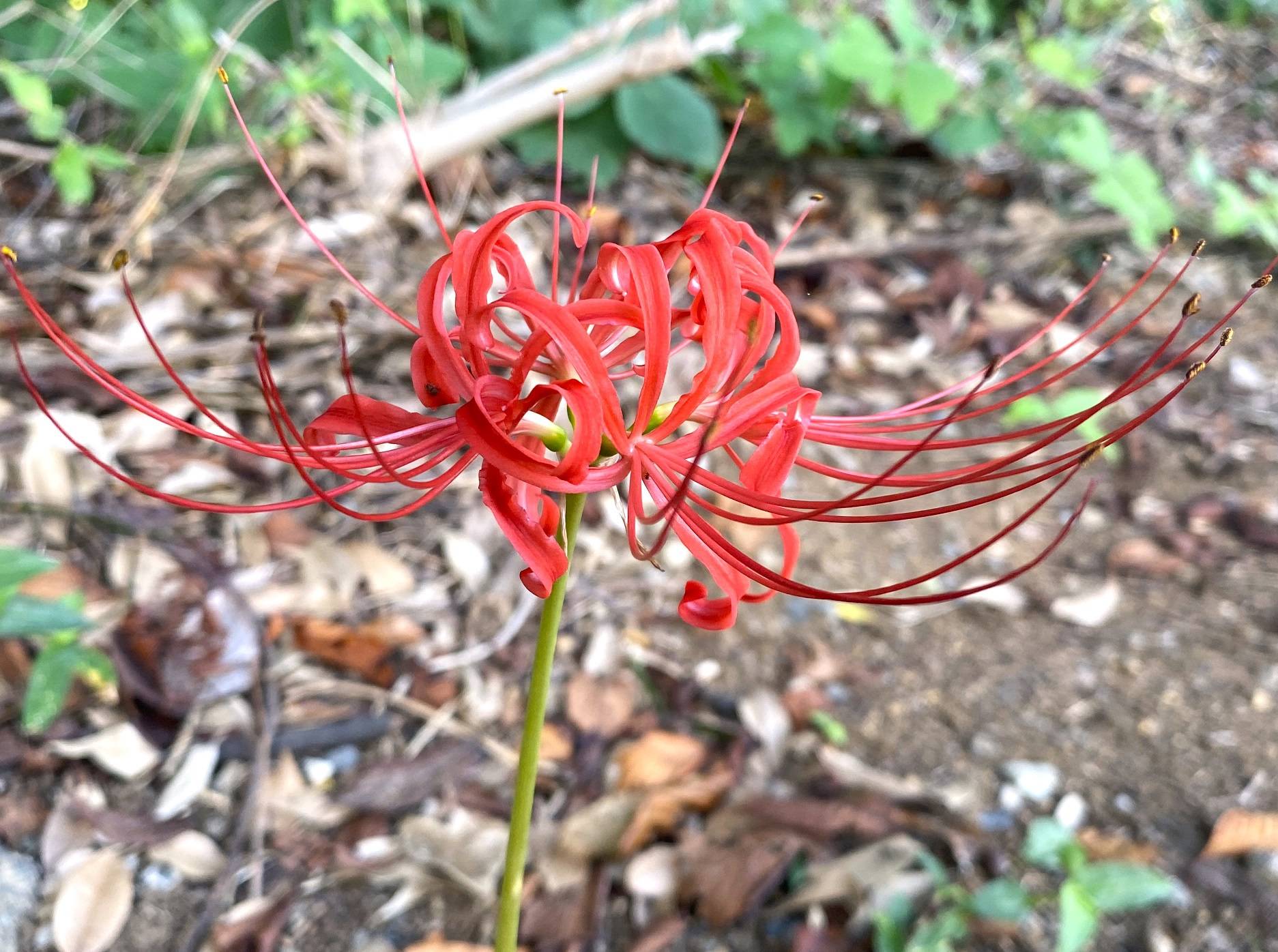 【花】秋の花が咲いていますの写真