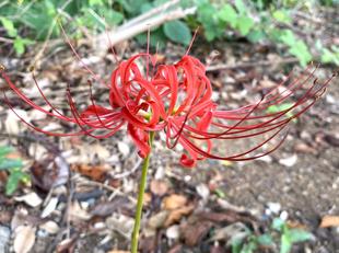 【花】秋の花が咲いています