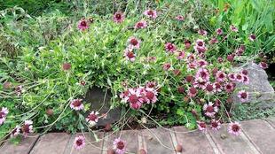 【花】ナチュラリスティックガーデン