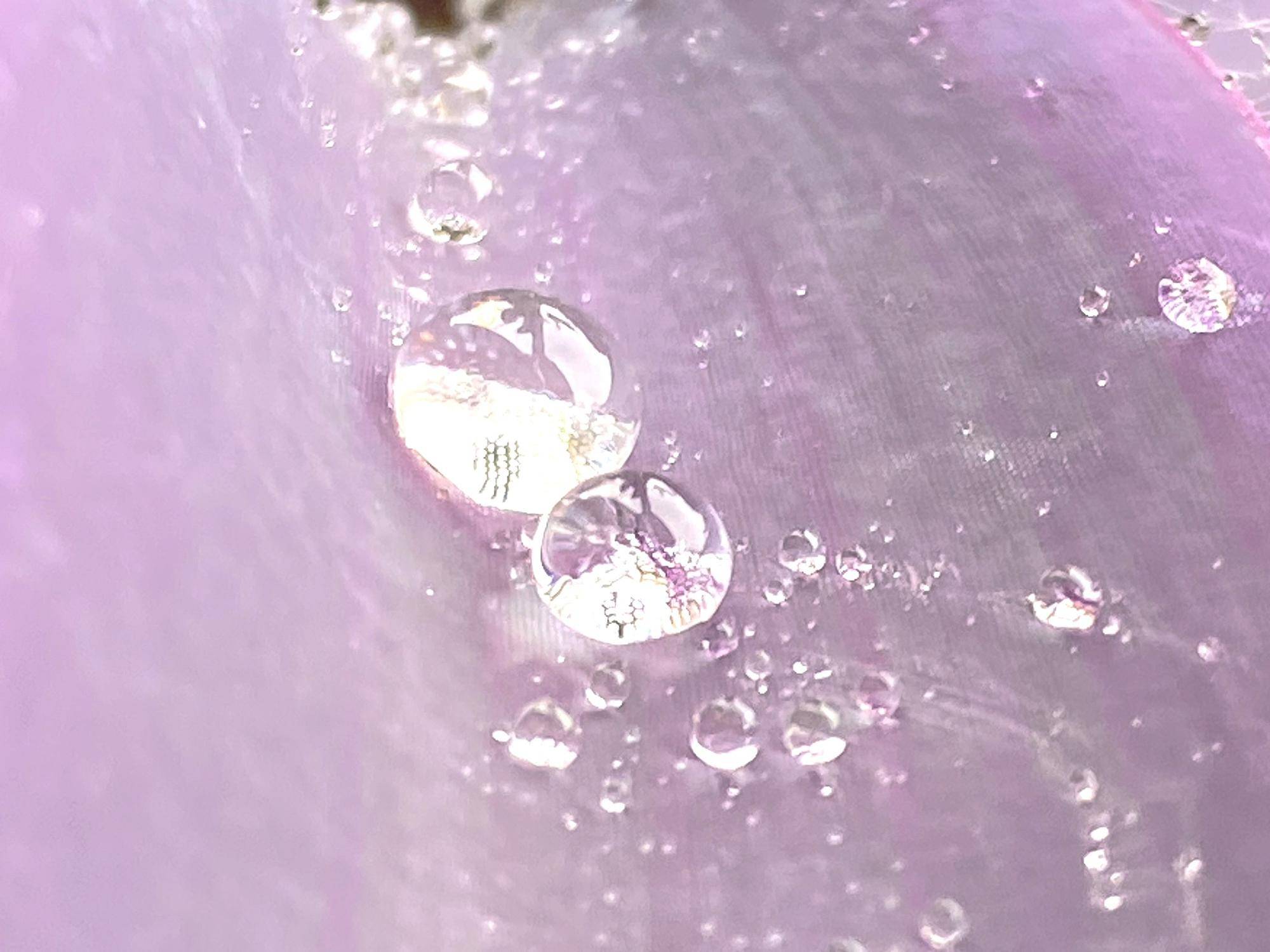 【水滴・花】一日花の写真