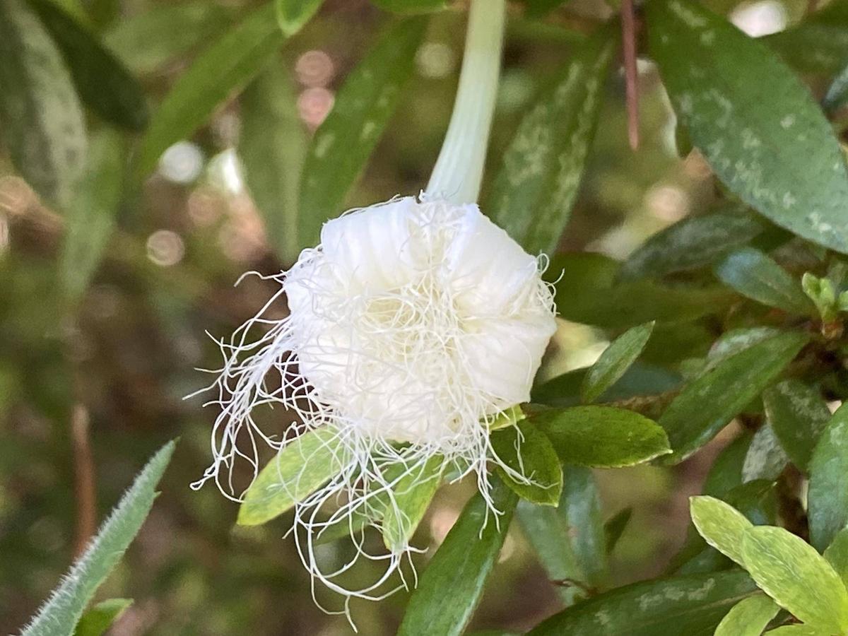 IMG_0593-thumb-1200xauto-