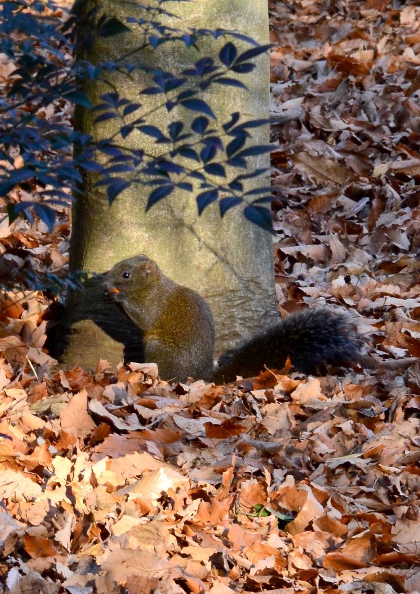 【動物】リスの写真