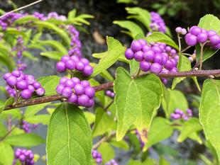 【生き物】小さい秋 見つけた