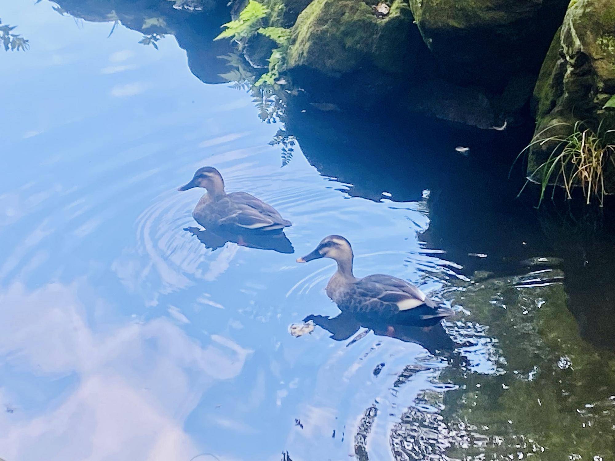【鳥】の写真