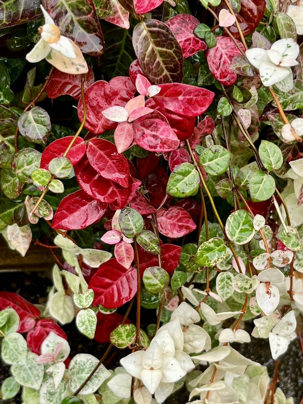 【植物】の写真