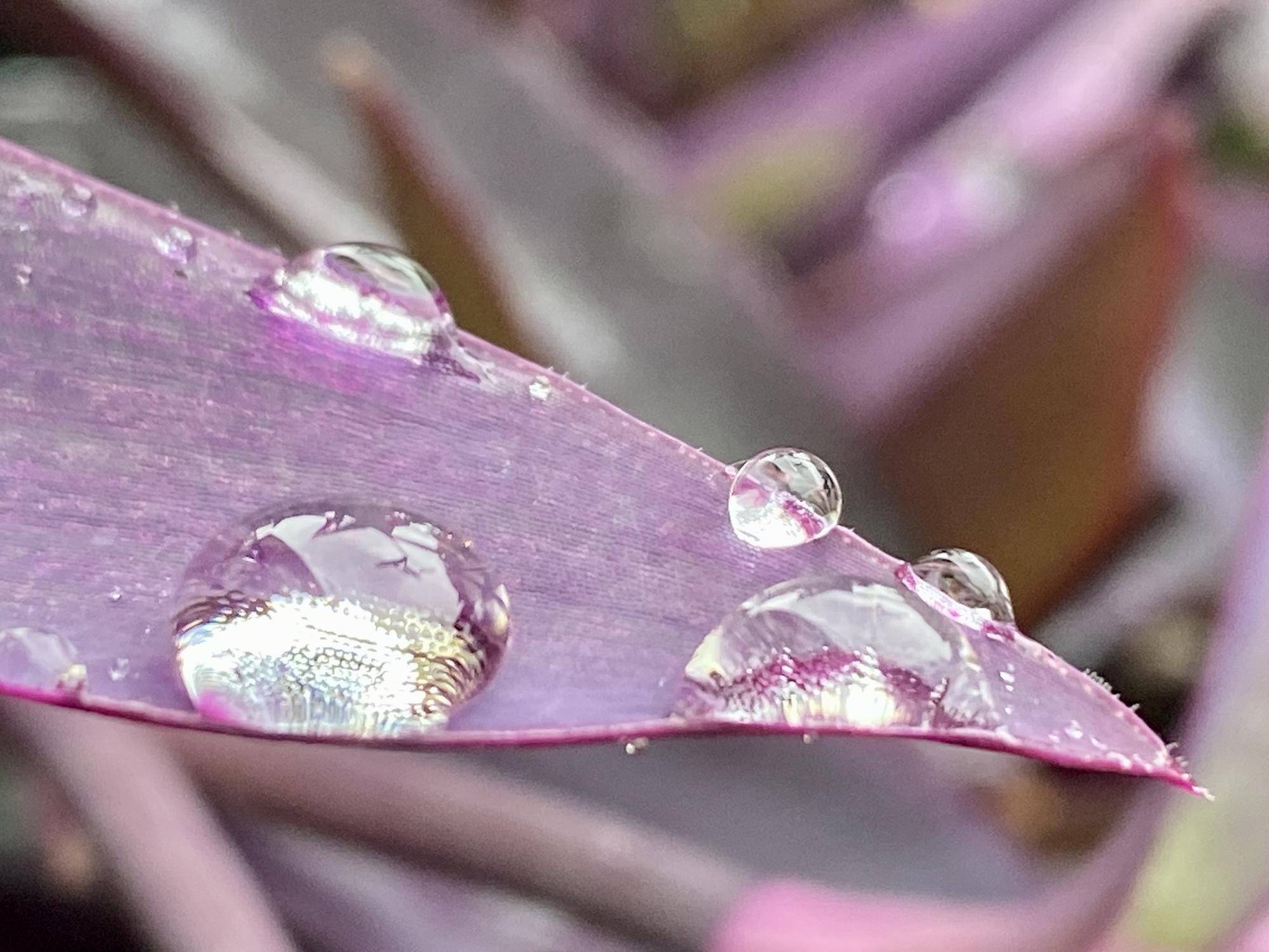 【水滴】の写真