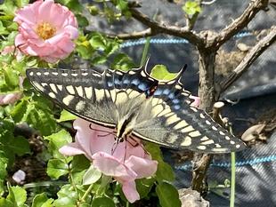 【花】ナチュラリスティックガーデンのバラ