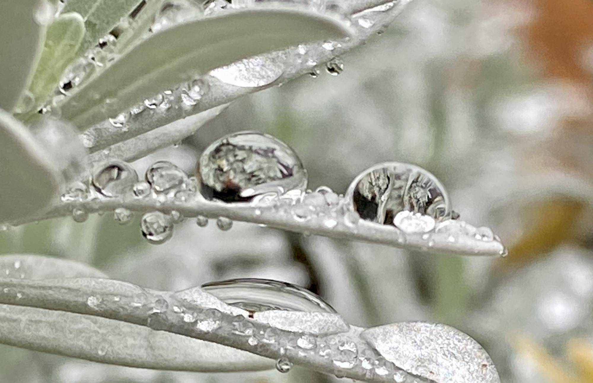 【水滴】の写真