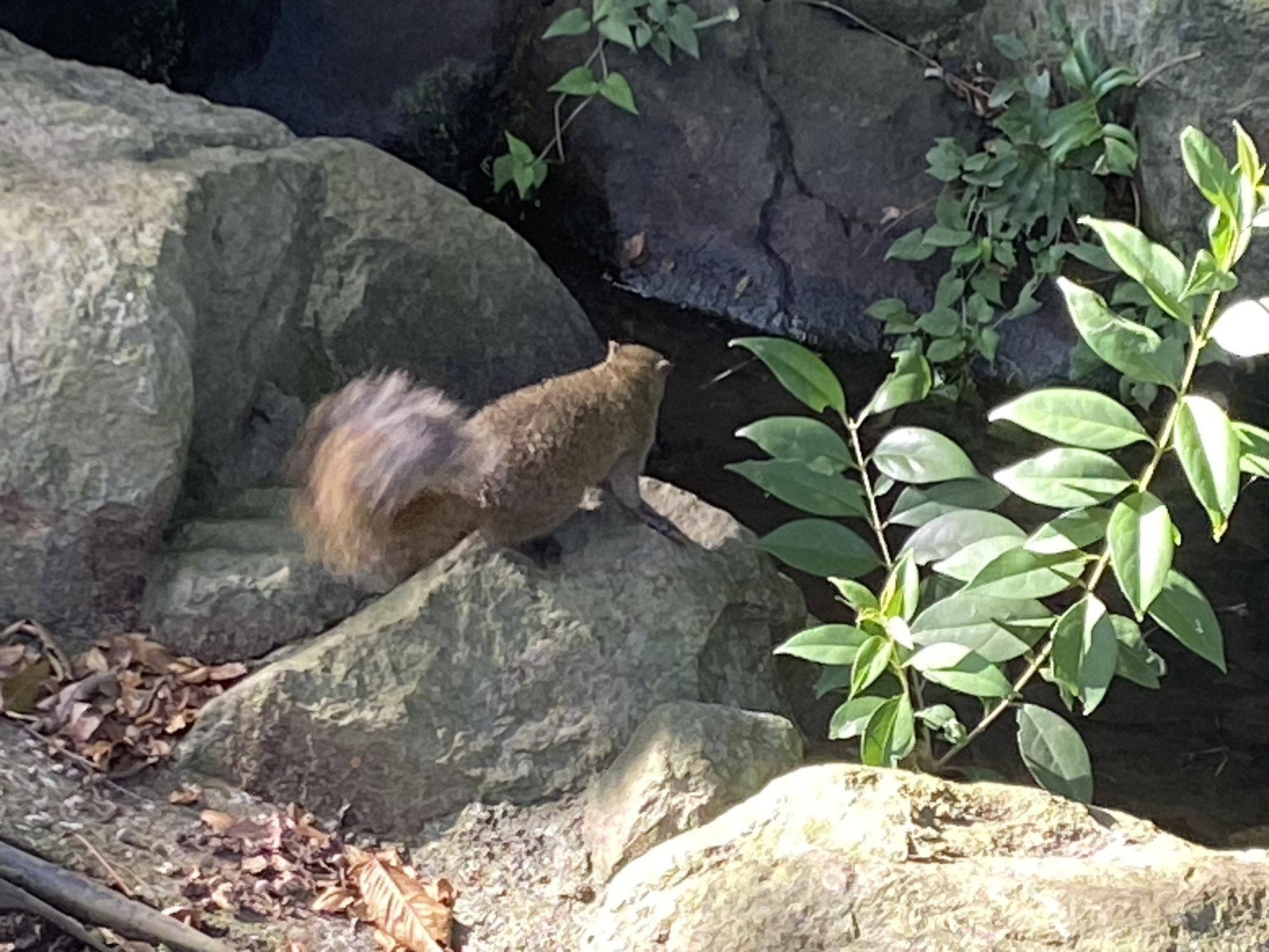 【クイズ】虫・動物の写真