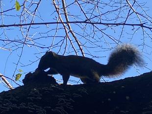 【作品・生き物】