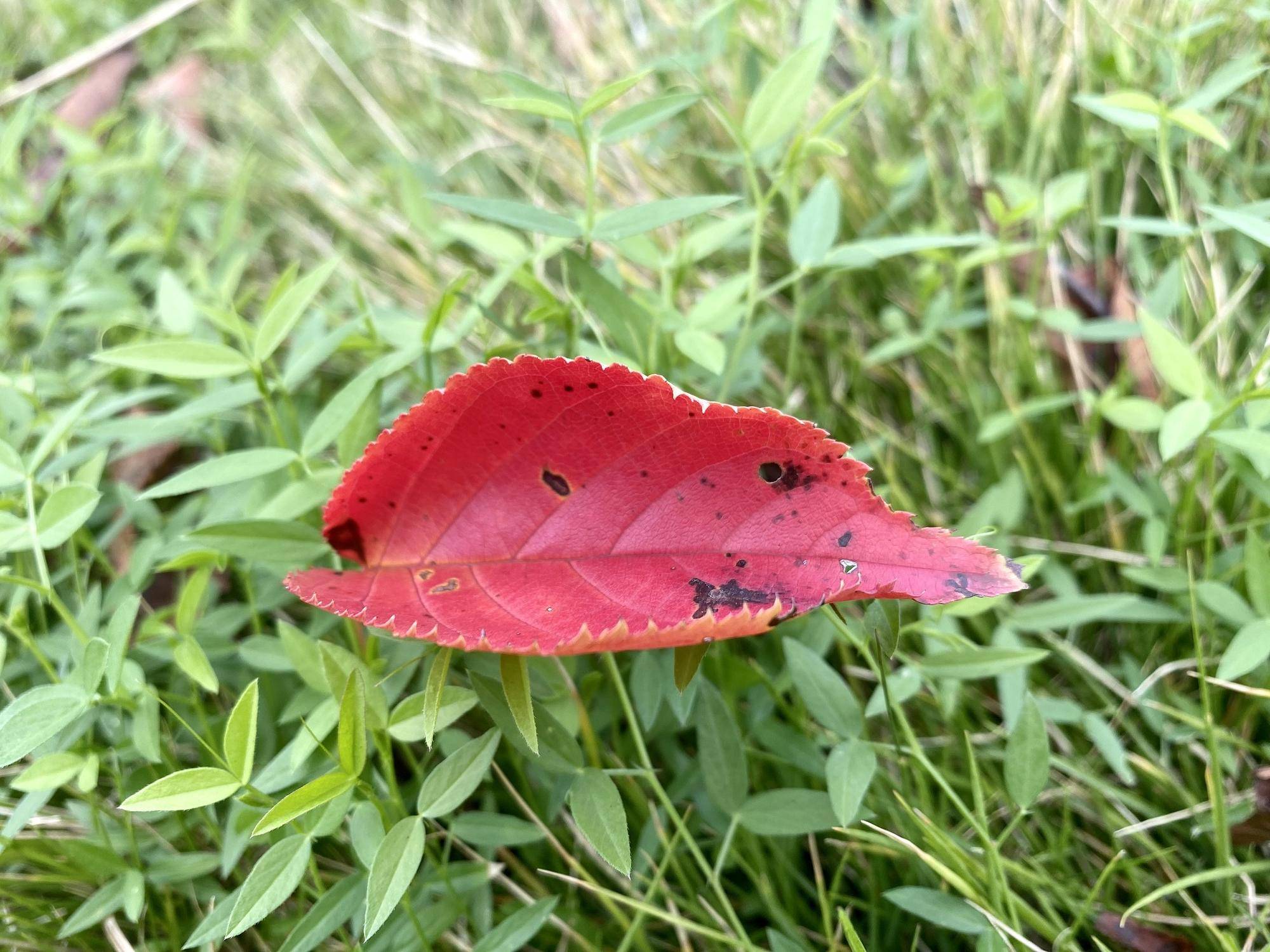 【紅葉】の写真